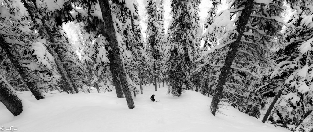 Trees, Please. Photo: Cedric Bernardini