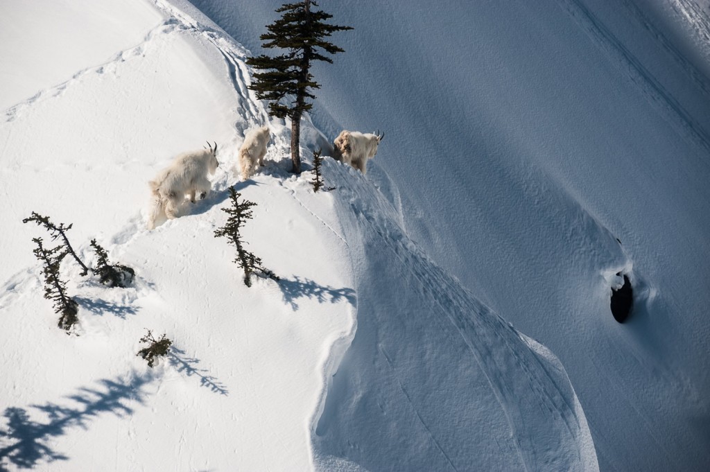 Danger In The Backcountry - Risk Vs. Stupidity 4 Unlike Humans, These Guys Understand Risk And Have Way More Knowledge Of The Terrain Than You Do. Photo - Dave Silver
