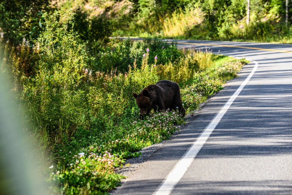 Yep. They're Everywhere In Northern Bc. Especially When The Berries Are In Season. Photo - Ron Ledoux