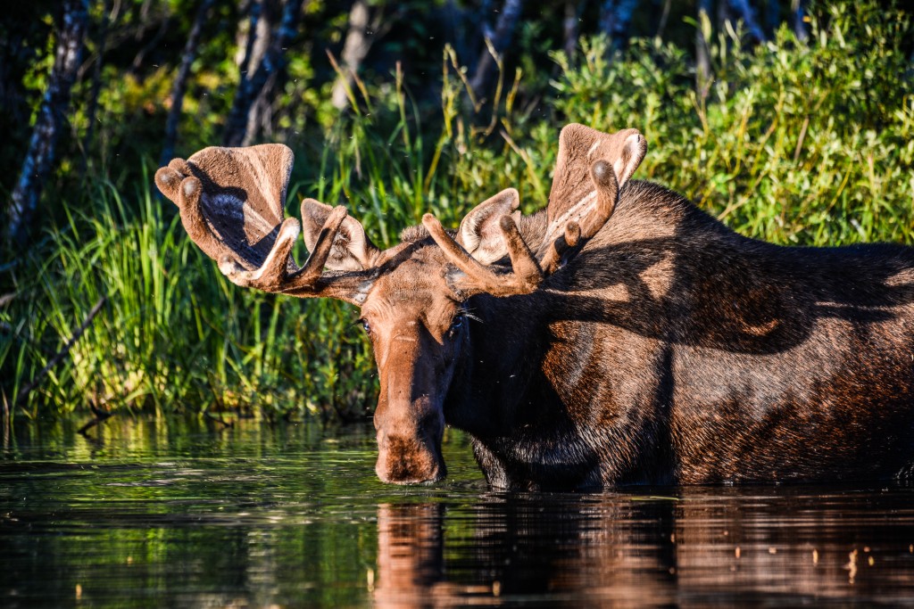 Nothing Like A Good Moose. Photo - Ron Ledoux