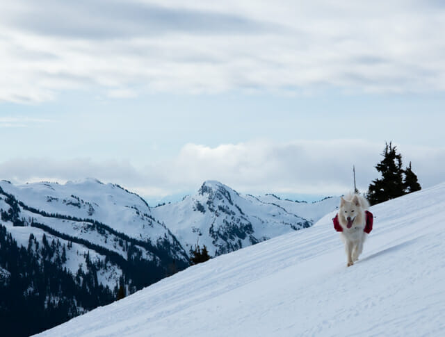 Canine Companions In The Backcountry 2 Bring Canines For Adventures In The Alpine Should Depend On Weather And Snow Conditions, As Well As Group Dynamics | Photo Vince Shuley