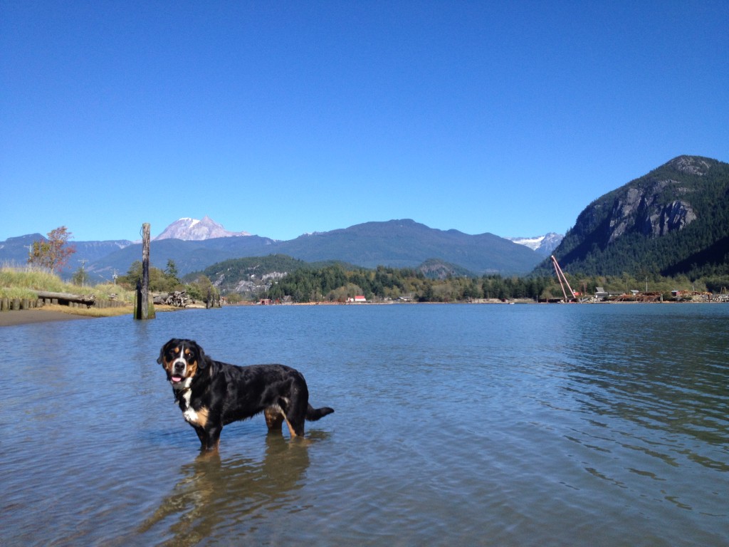 Lola Is Glad We Live In The Mountains.  Photo - D'arcy Mcleish