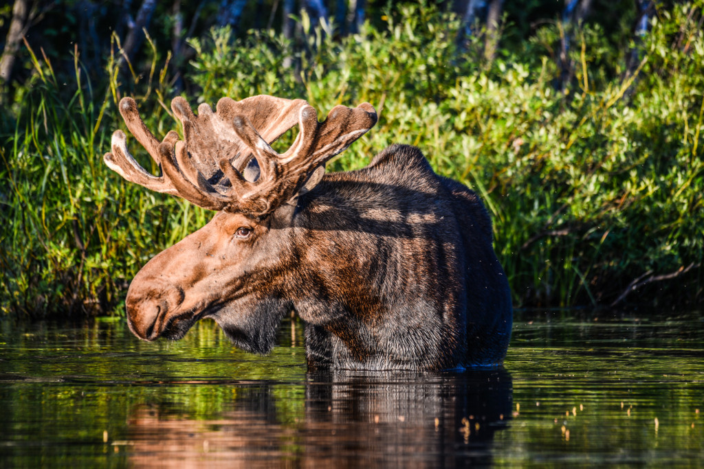 Nothing To See Here... | Photo: Ron Ledoux