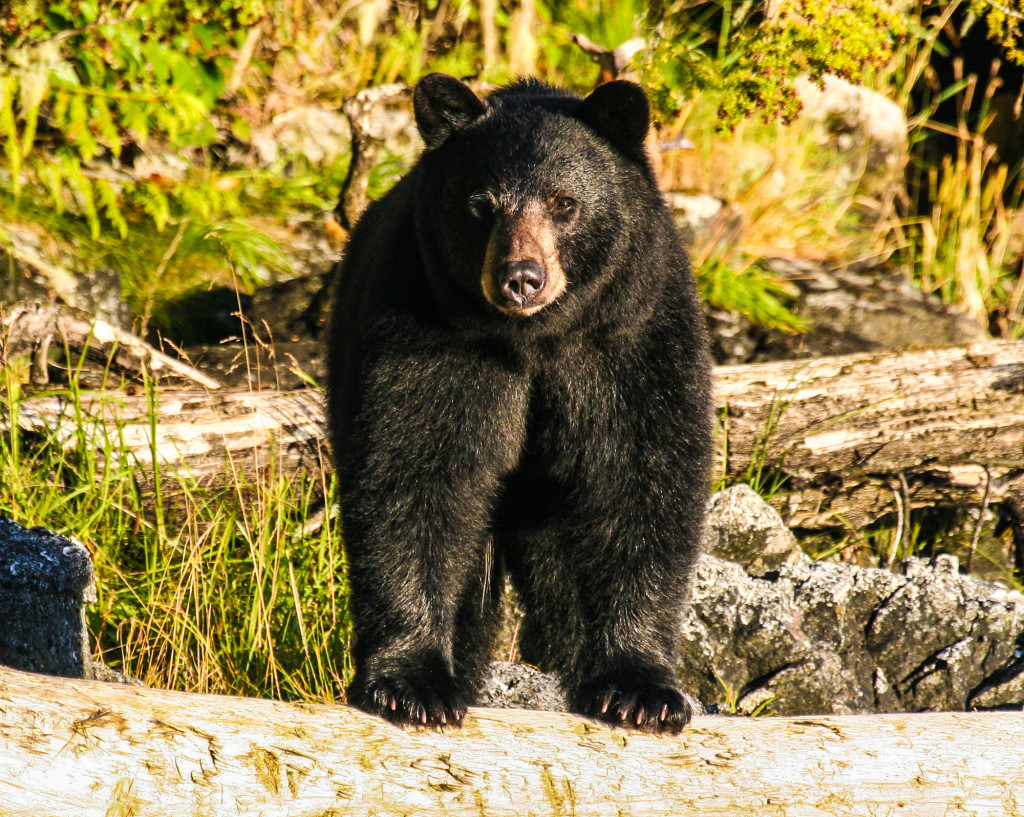 Howdy, Neighbour! | Photo: Ron Ledoux