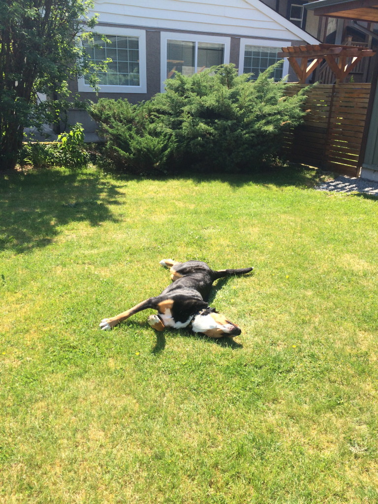 Why So Serious? The Importance Of Letting It Go 5 Dogs Have It Dialled. Photo - D'Arcy Mcleish