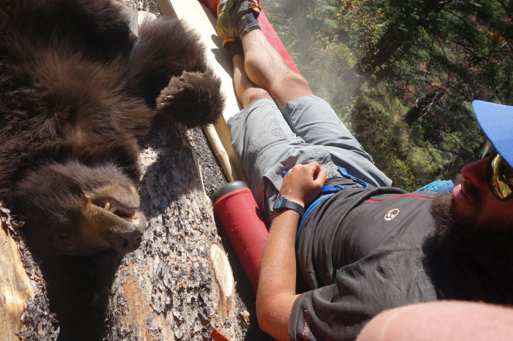 Hitching A Ride On The Back Of A Truck With A Bear In Montana | Liam Harrap