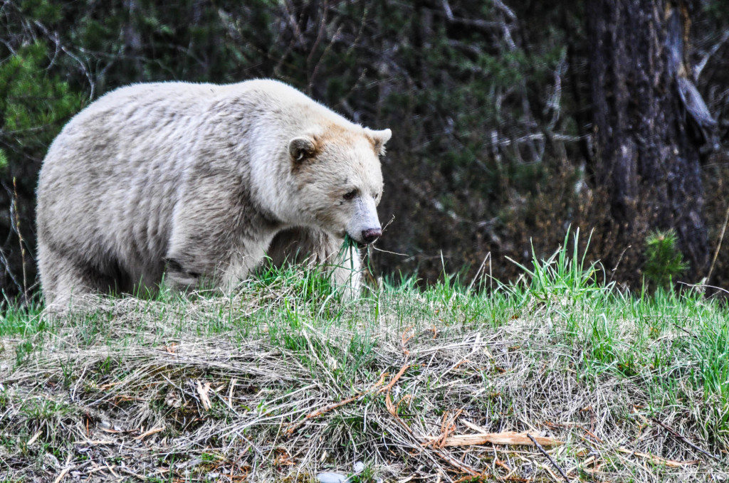 The Rare And Elusive Spirit Bear. A Spirit Bear Is A While Black Bear. If You're Lucky, We Might Just Happen To See One At Bell 2. They Are Only Found In Northern Western Bc | Ron Ledoux