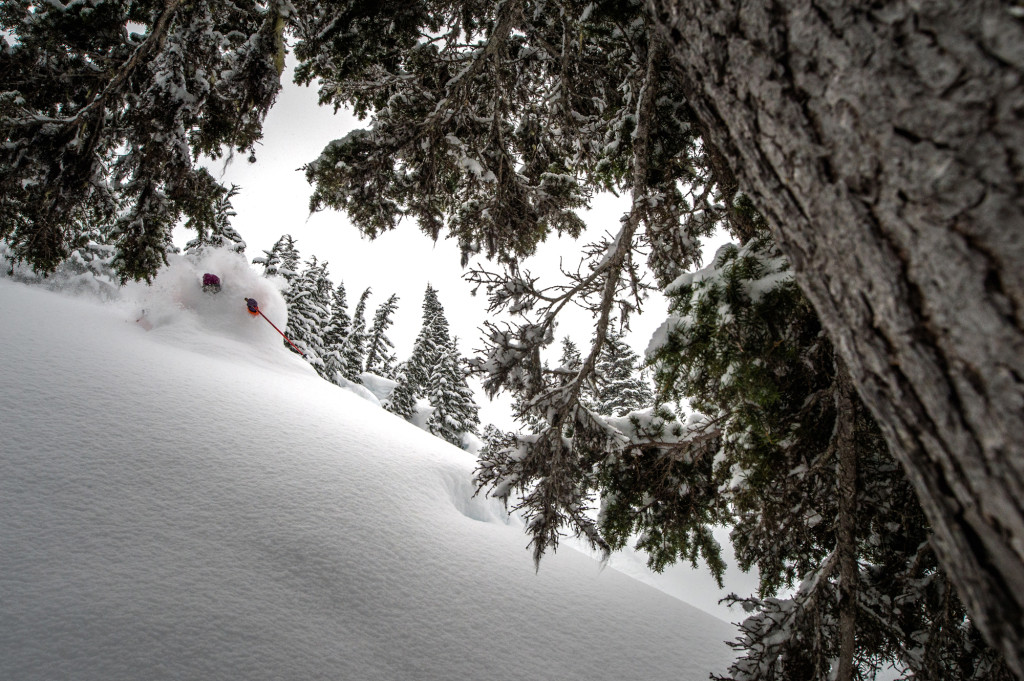 Tree Skiing. My Favourite.  Photo - Reuben Krabbe