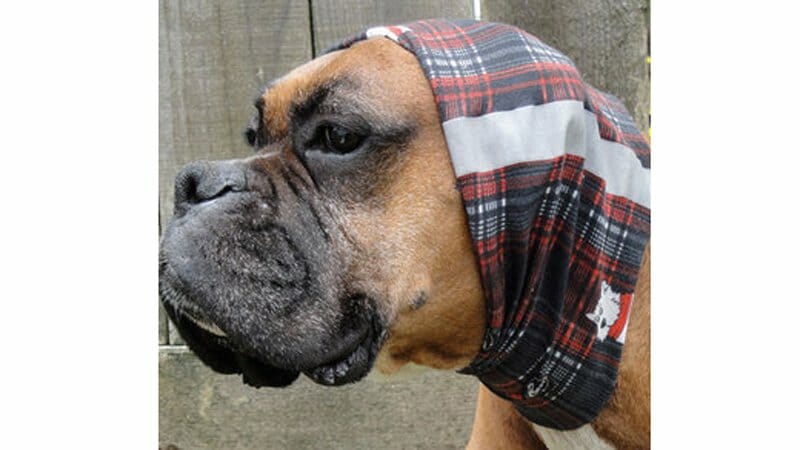 Gifts For The Skier In The Family 1 They Even Make A Dog Buff, For Your Canine Companion. Photo - Buff Usa