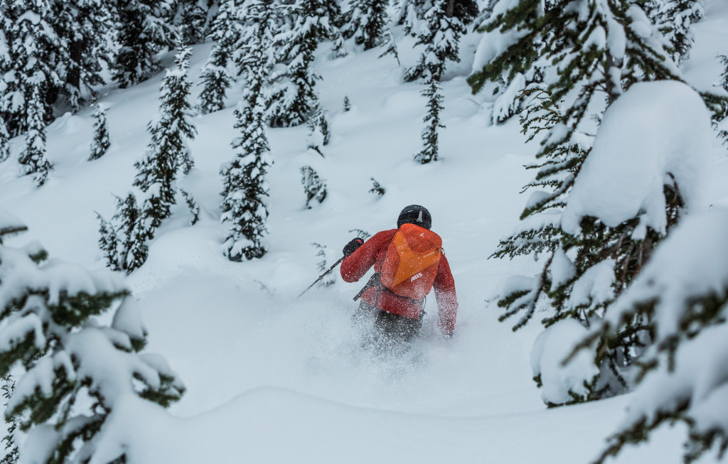 Deep In The Trees.  Photo - Steve Rosset