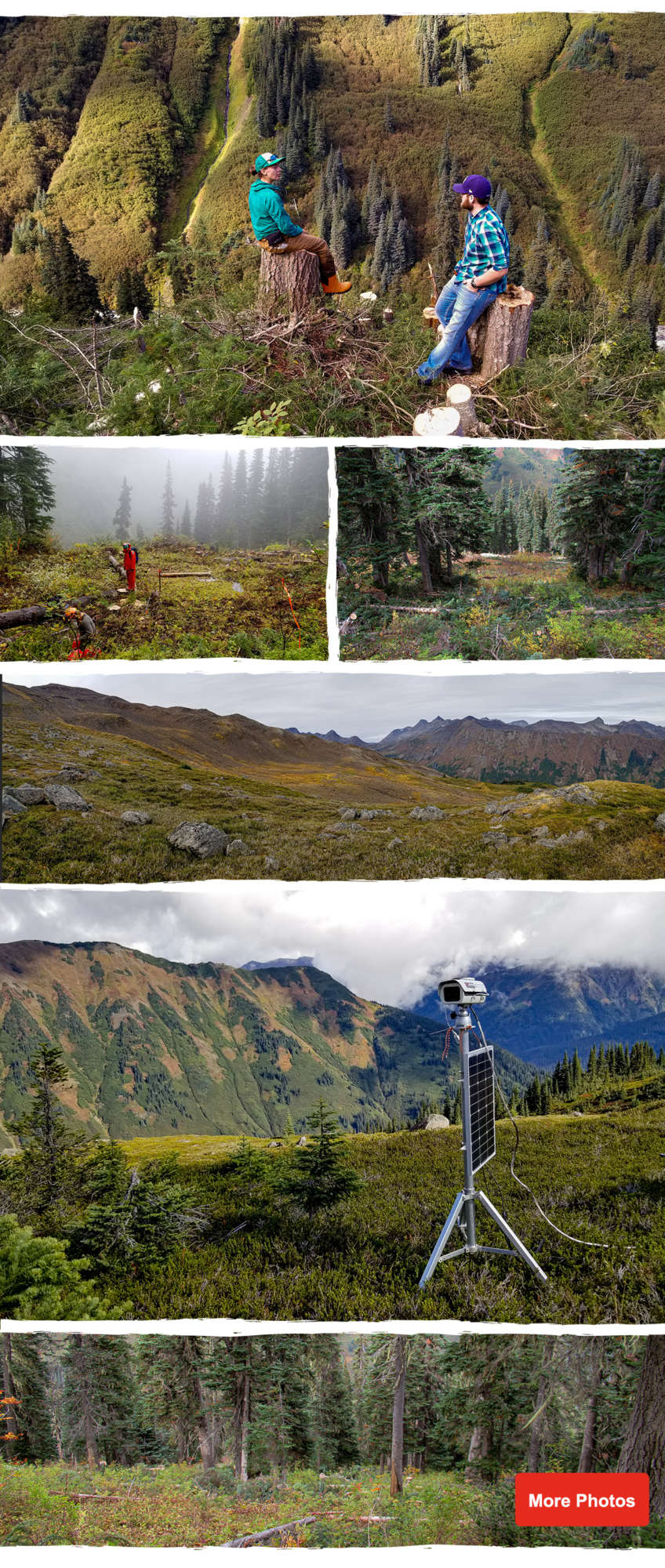 Heli Skiing Logging Program Tree Glading